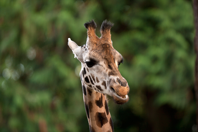 zoo-4126