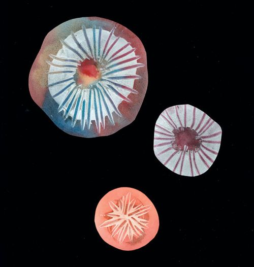 Wallflower Wallflower